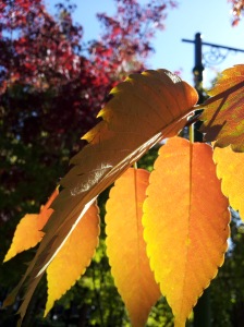 awesome_shadow_on_leaves